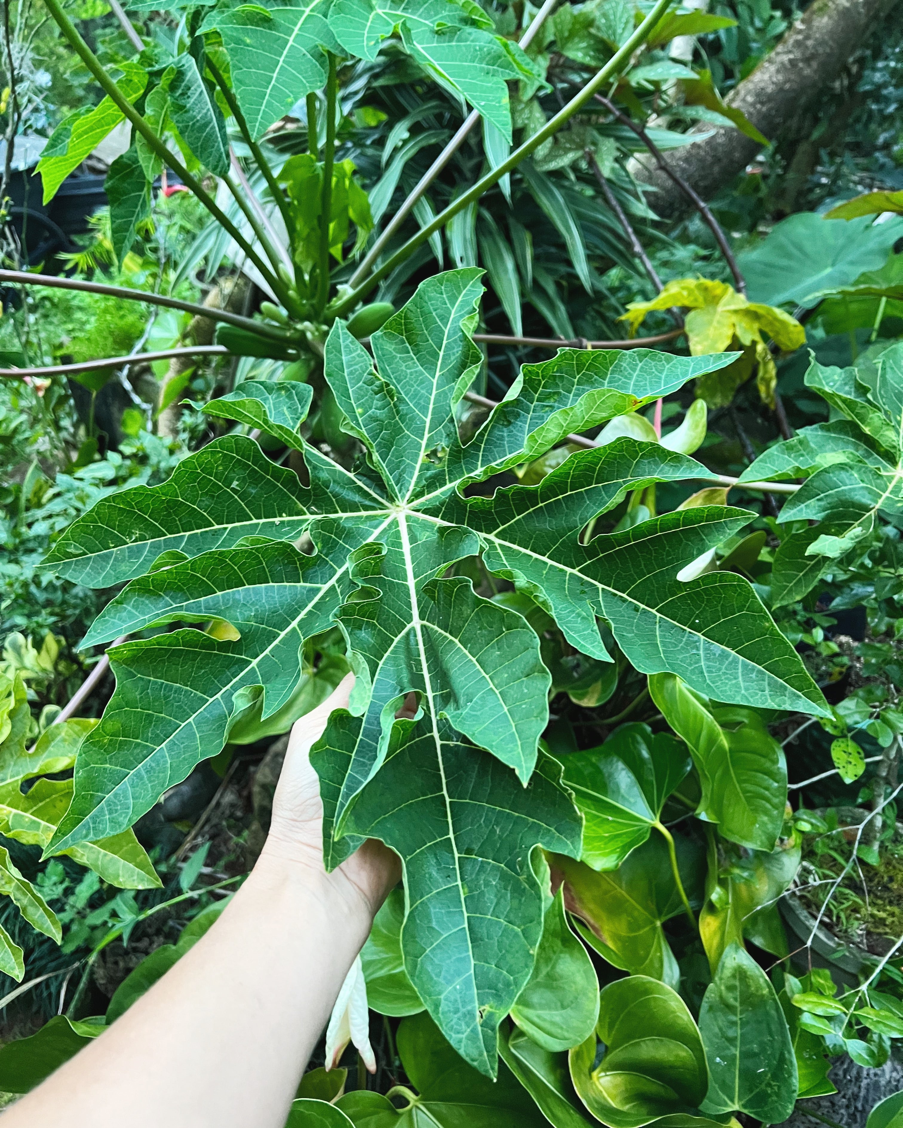 Hand holding a large, deeply lobed green papaya leaf in a lush tropical garden, with papaya fruit and various other plants visible in the background.