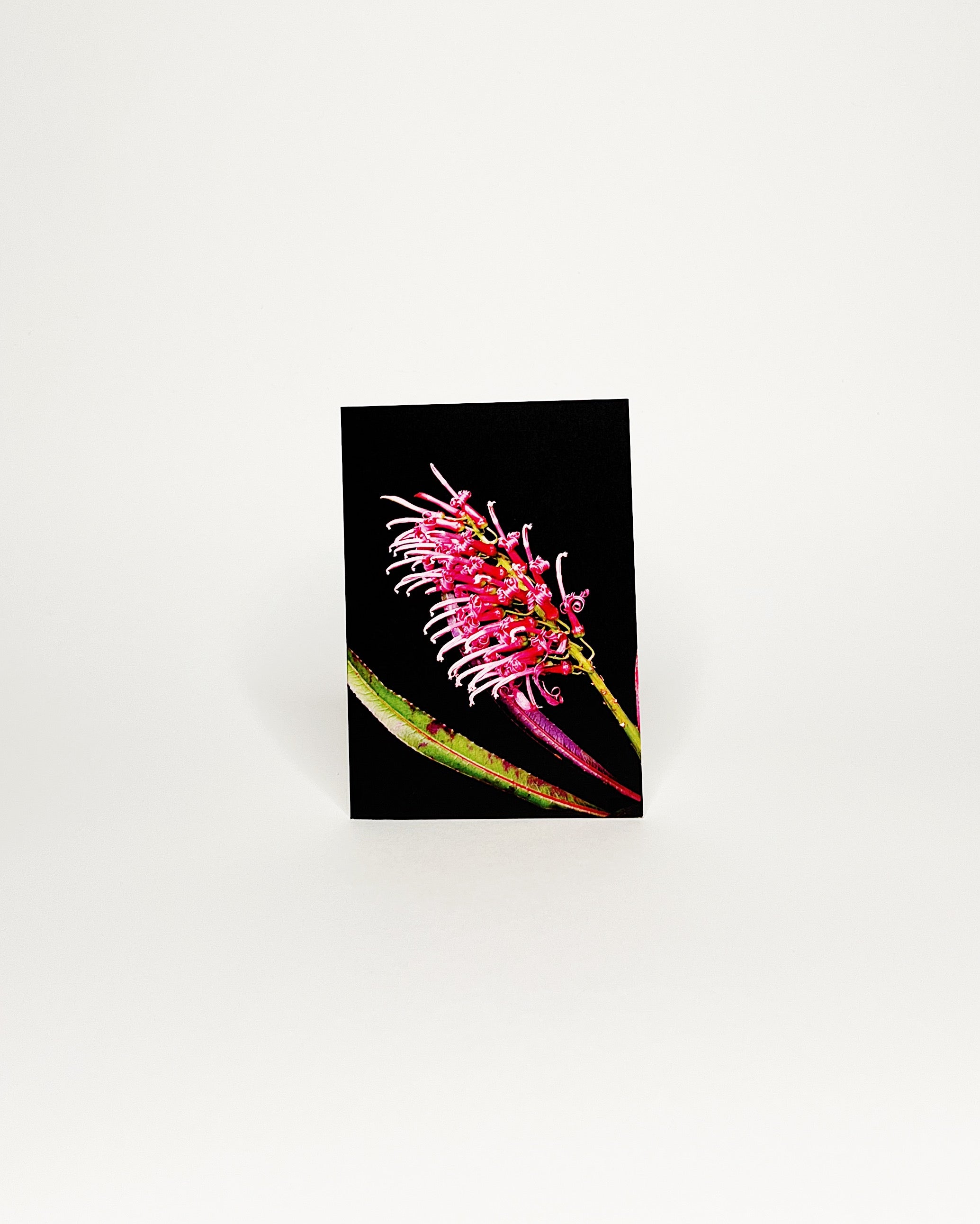 Photographic greeting card featuring a vivid close-up of Lobelia hawaiiensis, a rare native Hawaiian lobelia with bright pink tubular flowers and slender green leaves, displayed against a deep black background. On white background