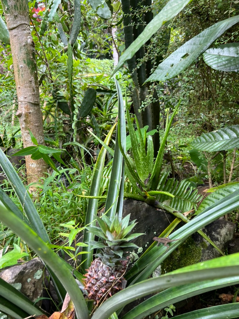 A ripening white sugarloaf pineapple grows low to the ground in our kauai garden