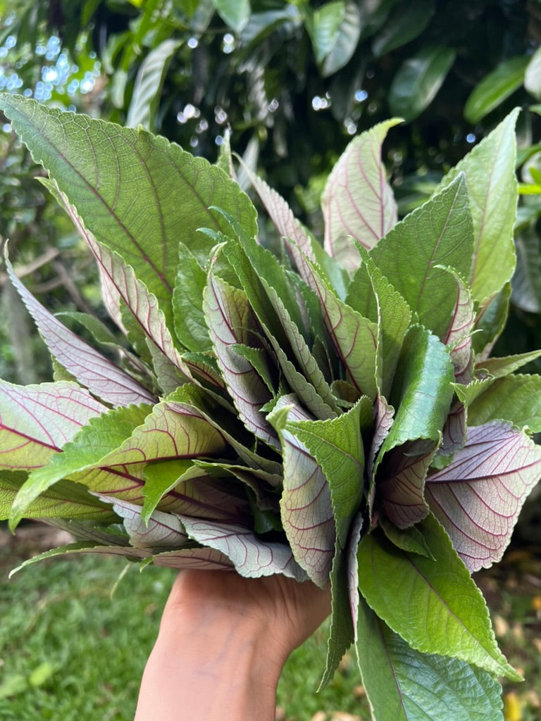 Island Apothecary: Healing Plants of ʻOhi ʻOhi on Kaua’i