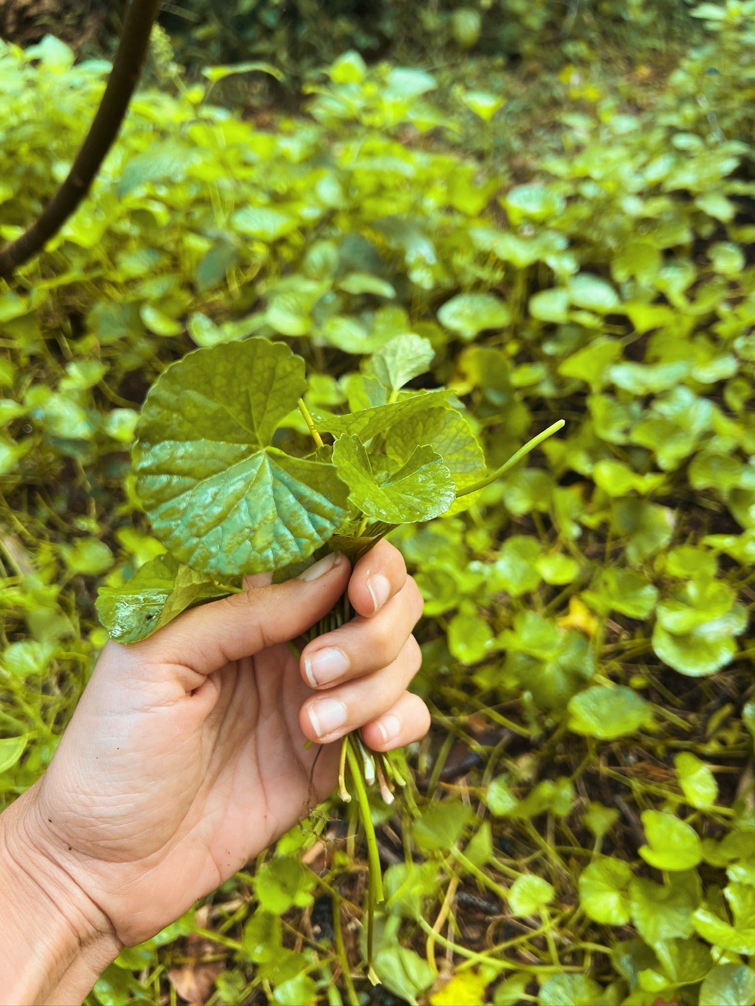 hands holding gotu kola herb in kauai garden