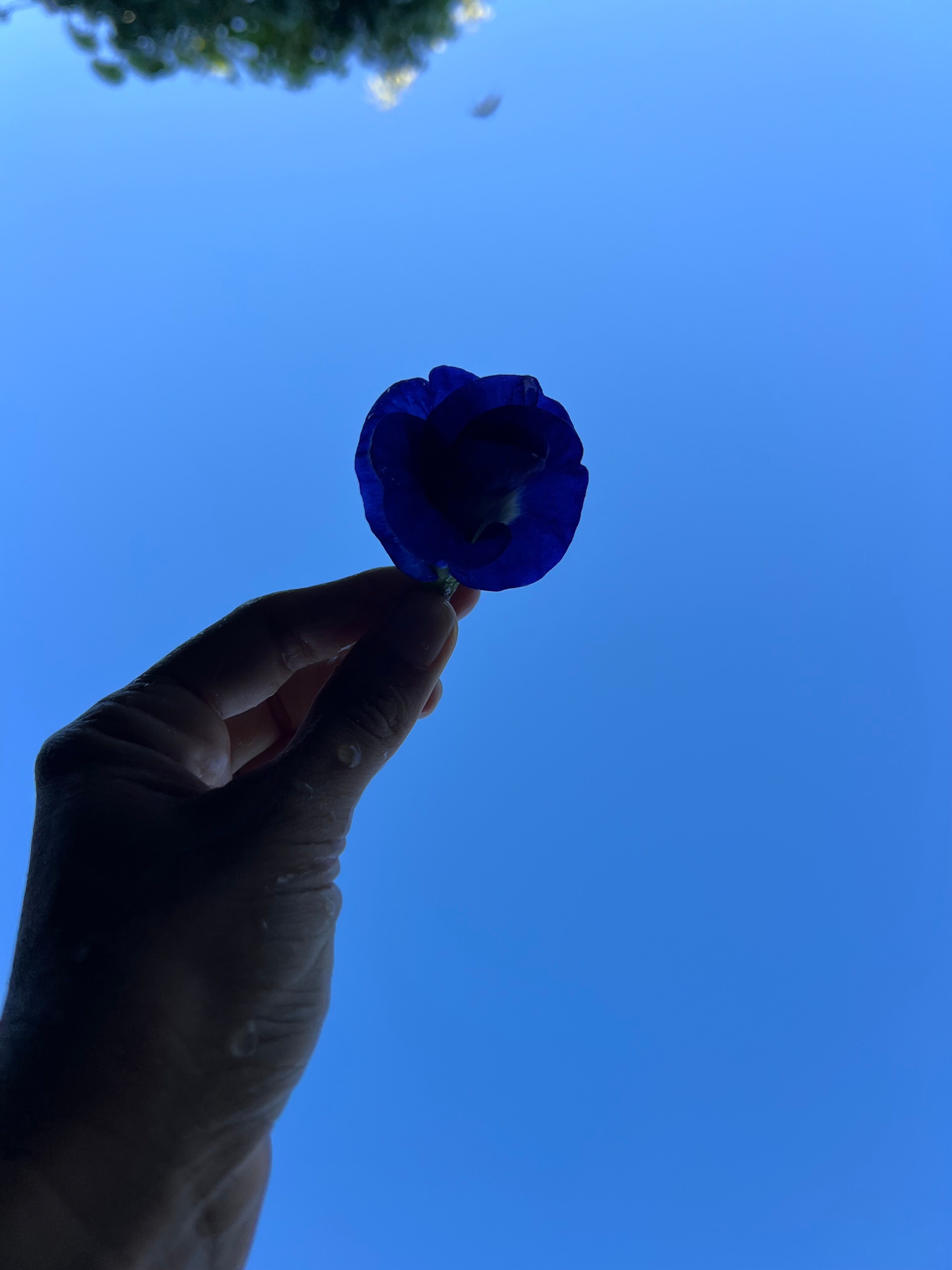 hand holding blue butterfly pea flower against the sky