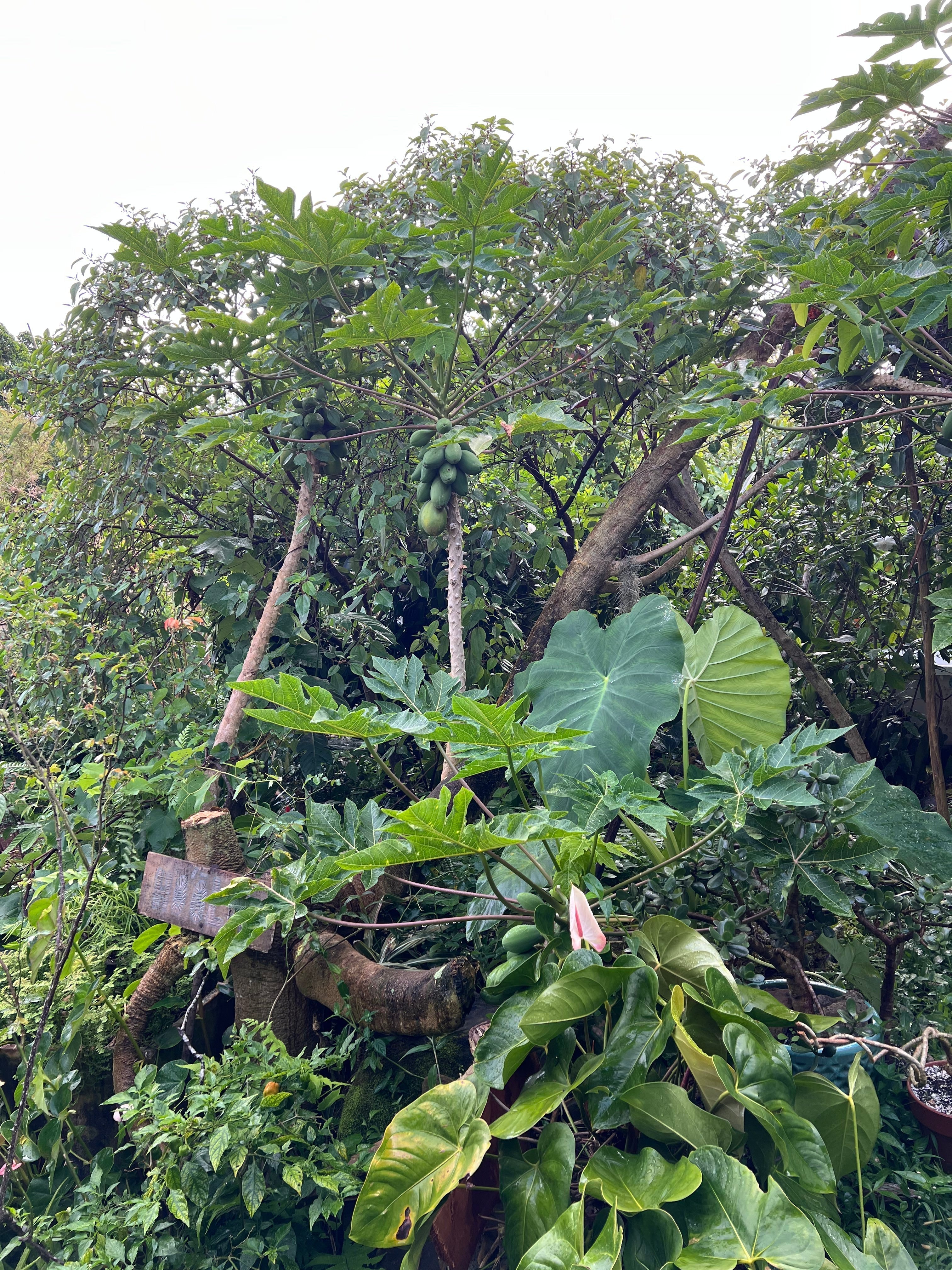 From Garden to Skin: Ethnobotanical Skincare Secrets from Hawai’i