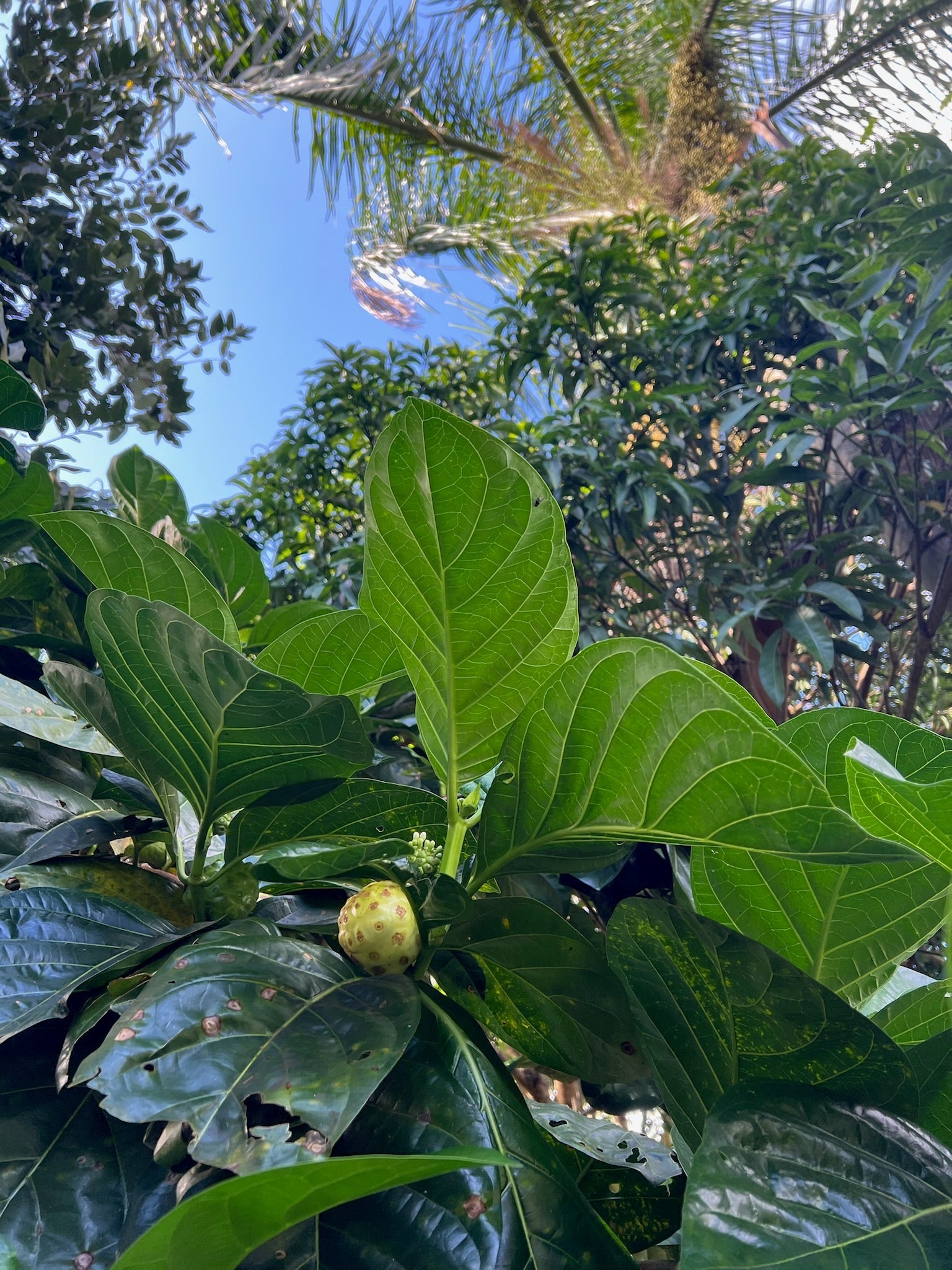 Aging with Grace: The Ethnobotanical Beauty Way