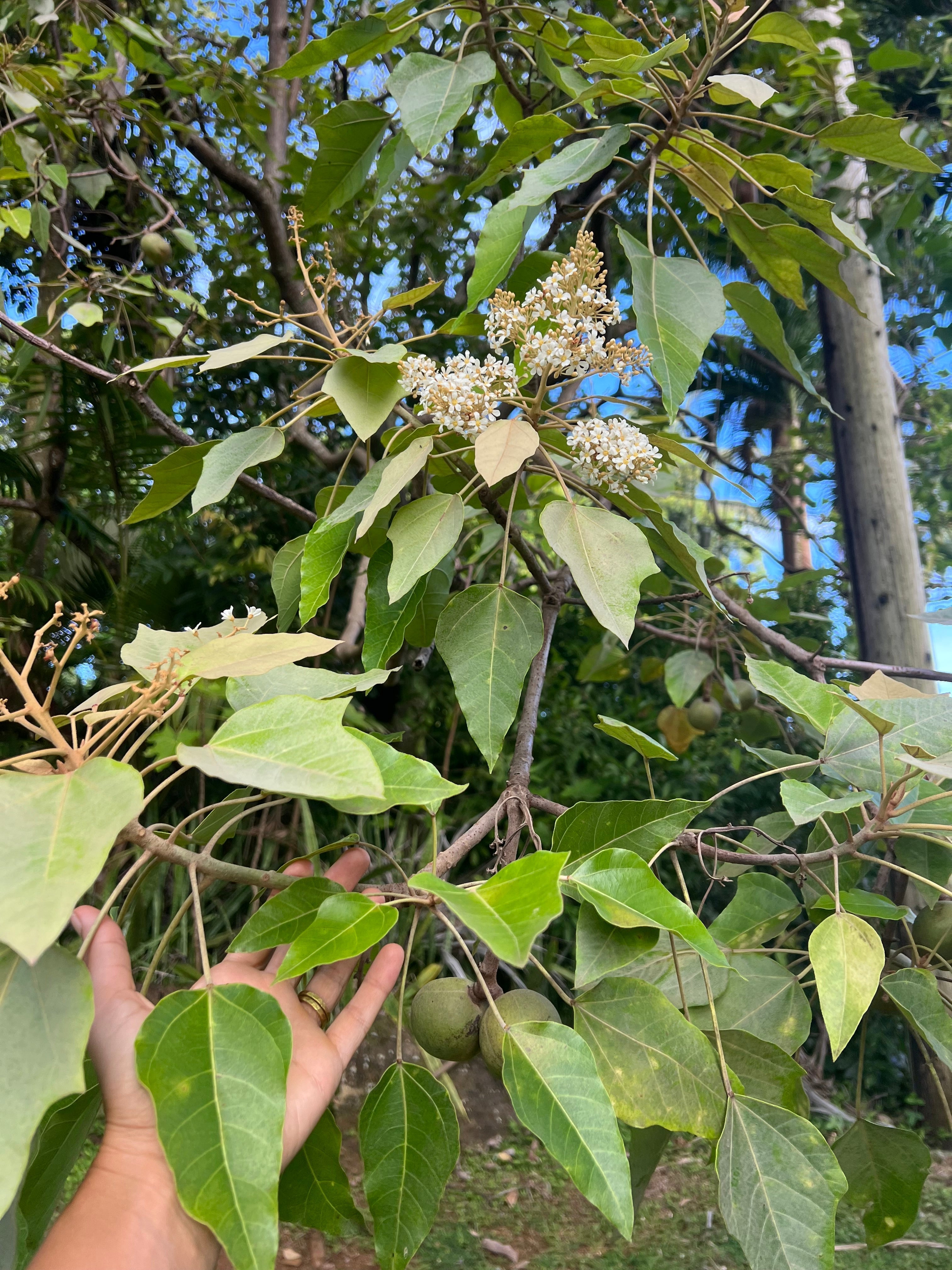 Hand reaching toward flowering and fruiting branches of a kukui tree (Aleurites moluccanus) on Kaua‘i, showing clusters of white blossoms and green kukui nuts among heart-shaped leaves.