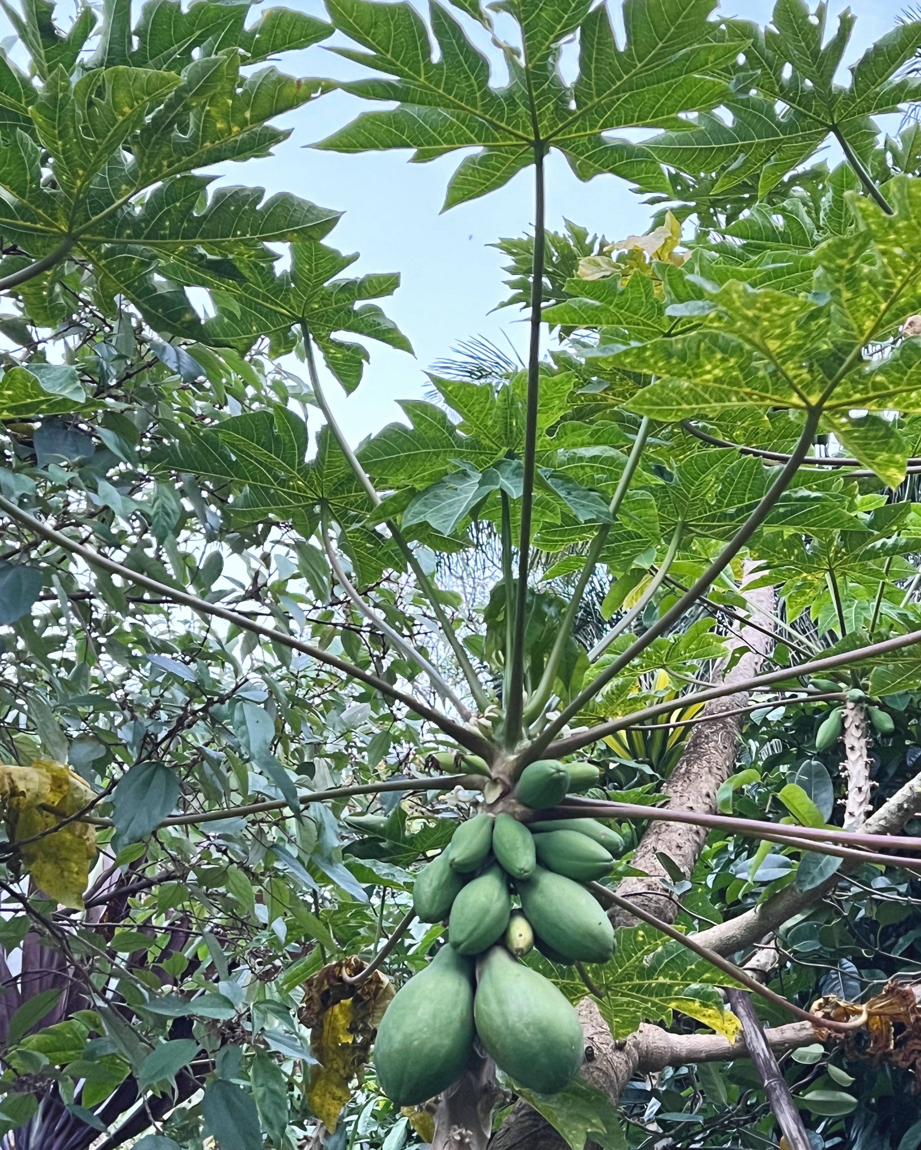 Cluster of unripe green papayas growing on a papaya tree, surrounded by large lobed leaves and dense tropical foliage.