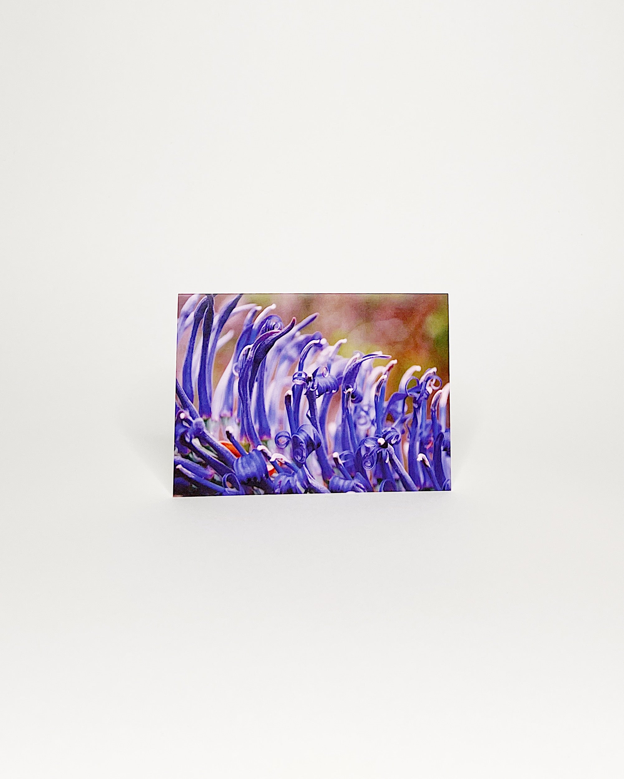 Close-up photograph of a native Hawaiian Lobelia flower showcasing its vivid violet-blue, curved tubular blossoms with delicate spiraling tips, captured in sharp detail against a softly blurred natural background