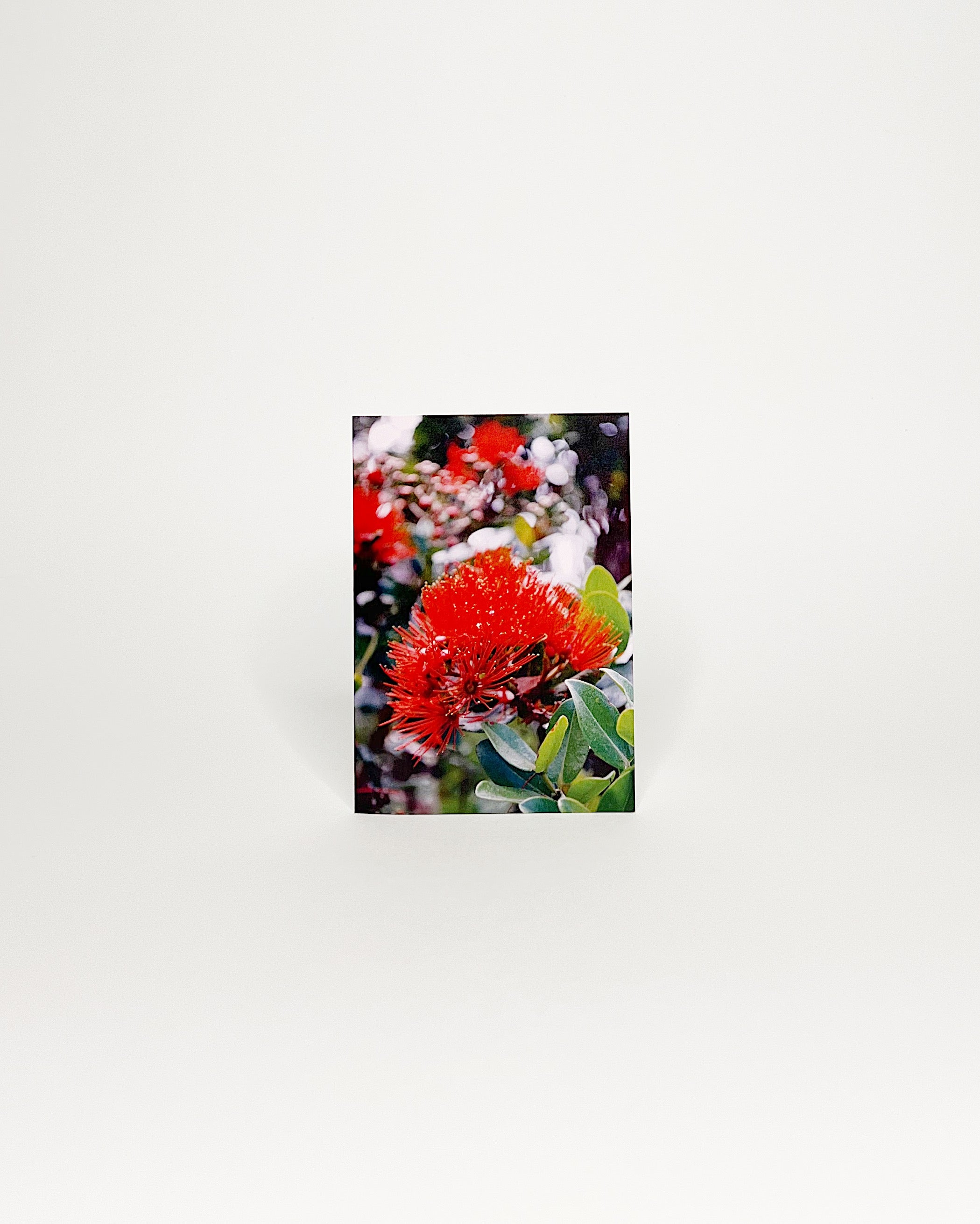 Photographic greeting card featuring a close-up of vibrant red ʻōhiʻa lehua blossoms (Metrosideros polymorpha), a beloved native Hawaiian flower, surrounded by glossy green leaves with a softly blurred forest backdrop. White background 