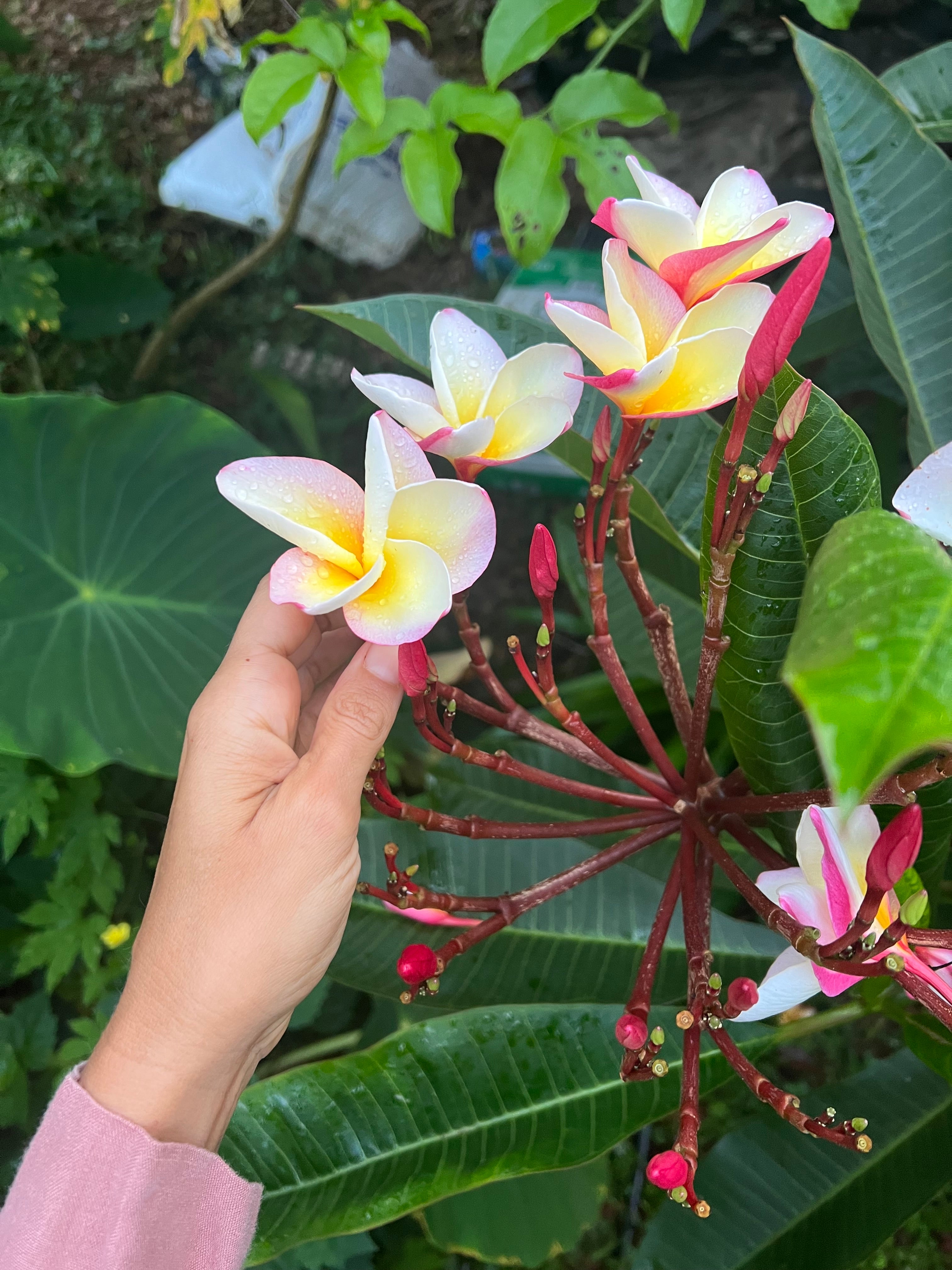  A hand in a pink sleeve gently holds a cluster of pink, yellow, and white plumeria (frangipani) flowers, fresh with dew. The vibrant blooms sit atop red stems and glossy green leaves, surrounded by lush tropical foliage in a garden setting.