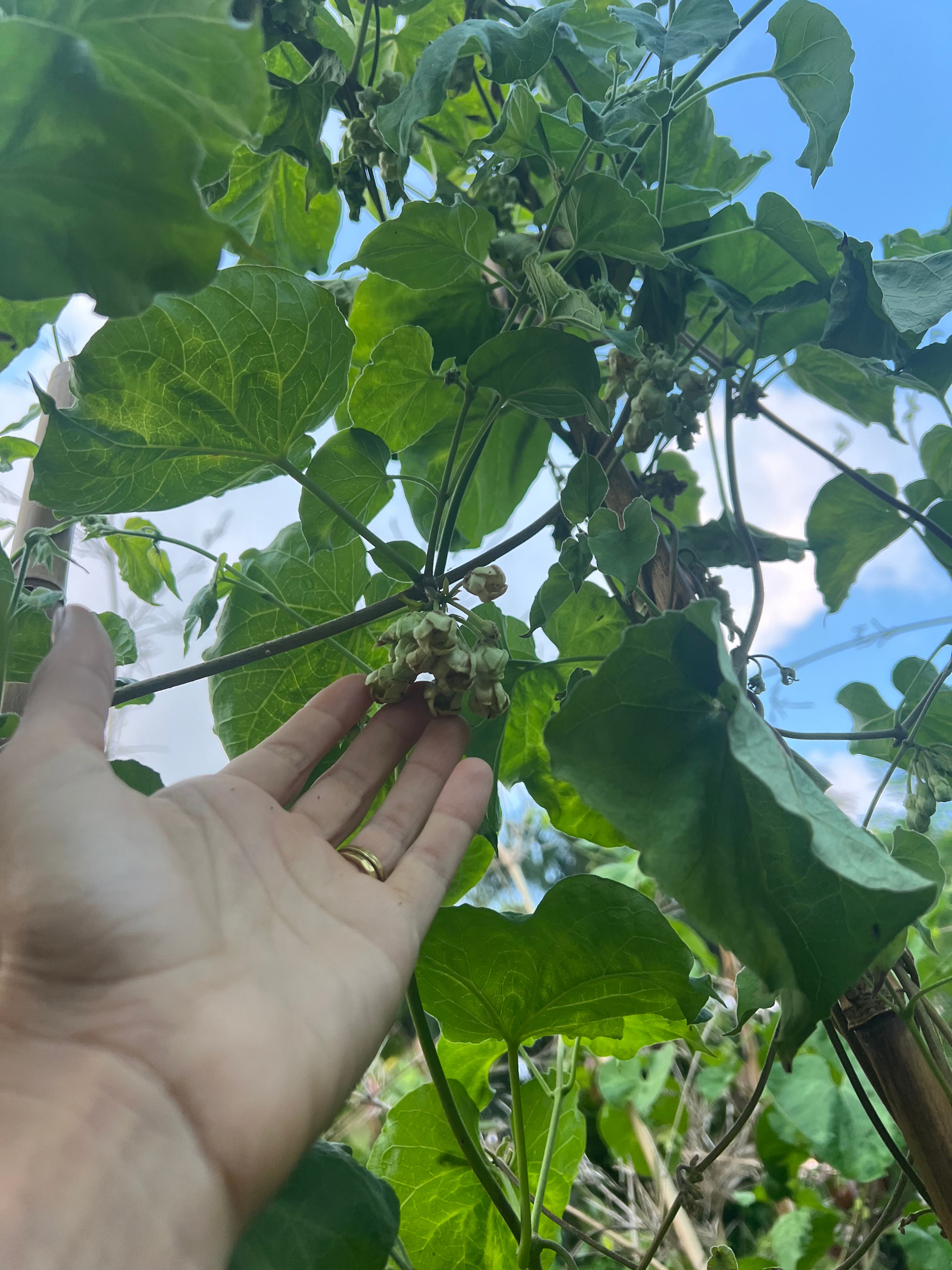A hand gently lifts a cluster of pale green pakalana flowers on a vine, surrounded by large heart-shaped leaves. The plant climbs upward toward a blue sky with light clouds, creating a feeling of lush growth and curiosity.