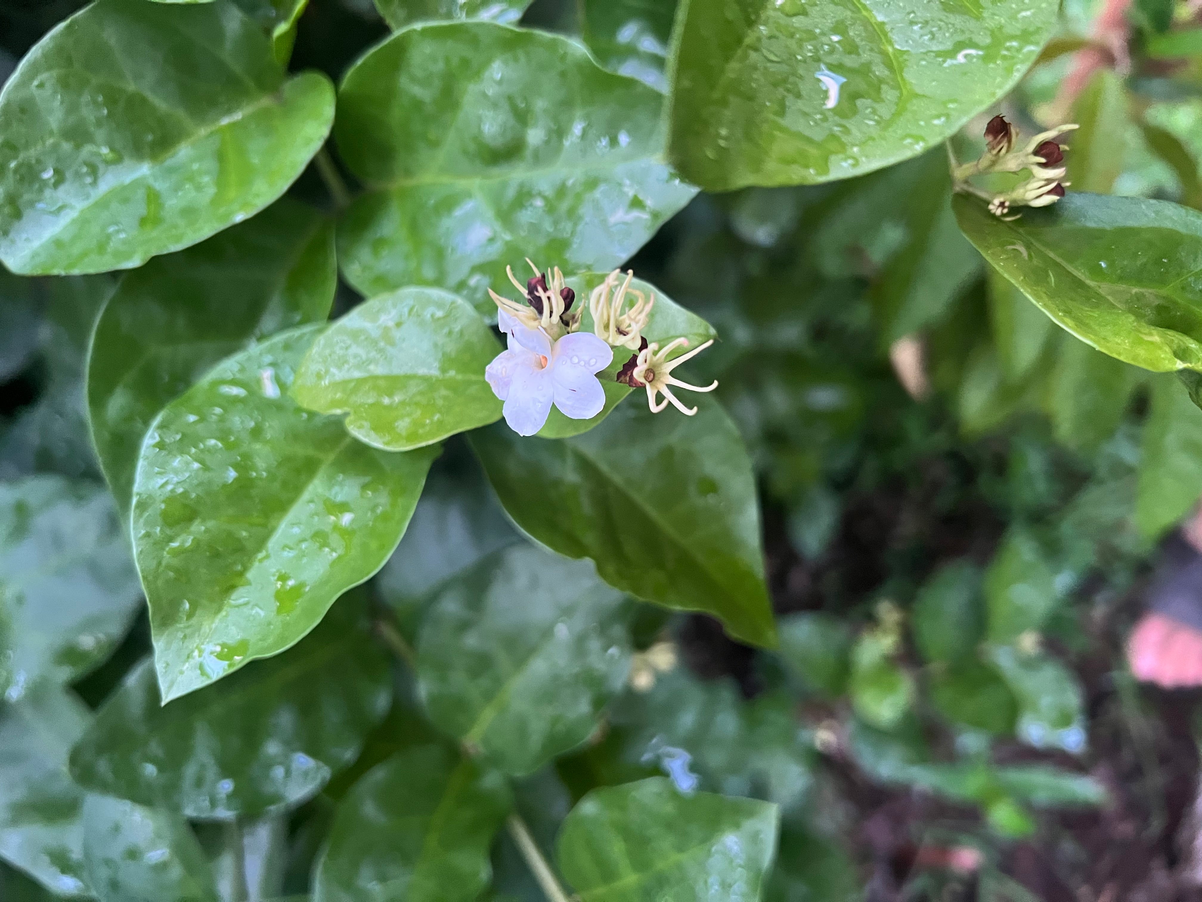  A delicate white jasmine pikake flower with thin, curling stamens blooms against glossy green leaves glistening with water droplets. The soft lighting highlights the flower’s intricate structure and the surrounding tropical foliage.

