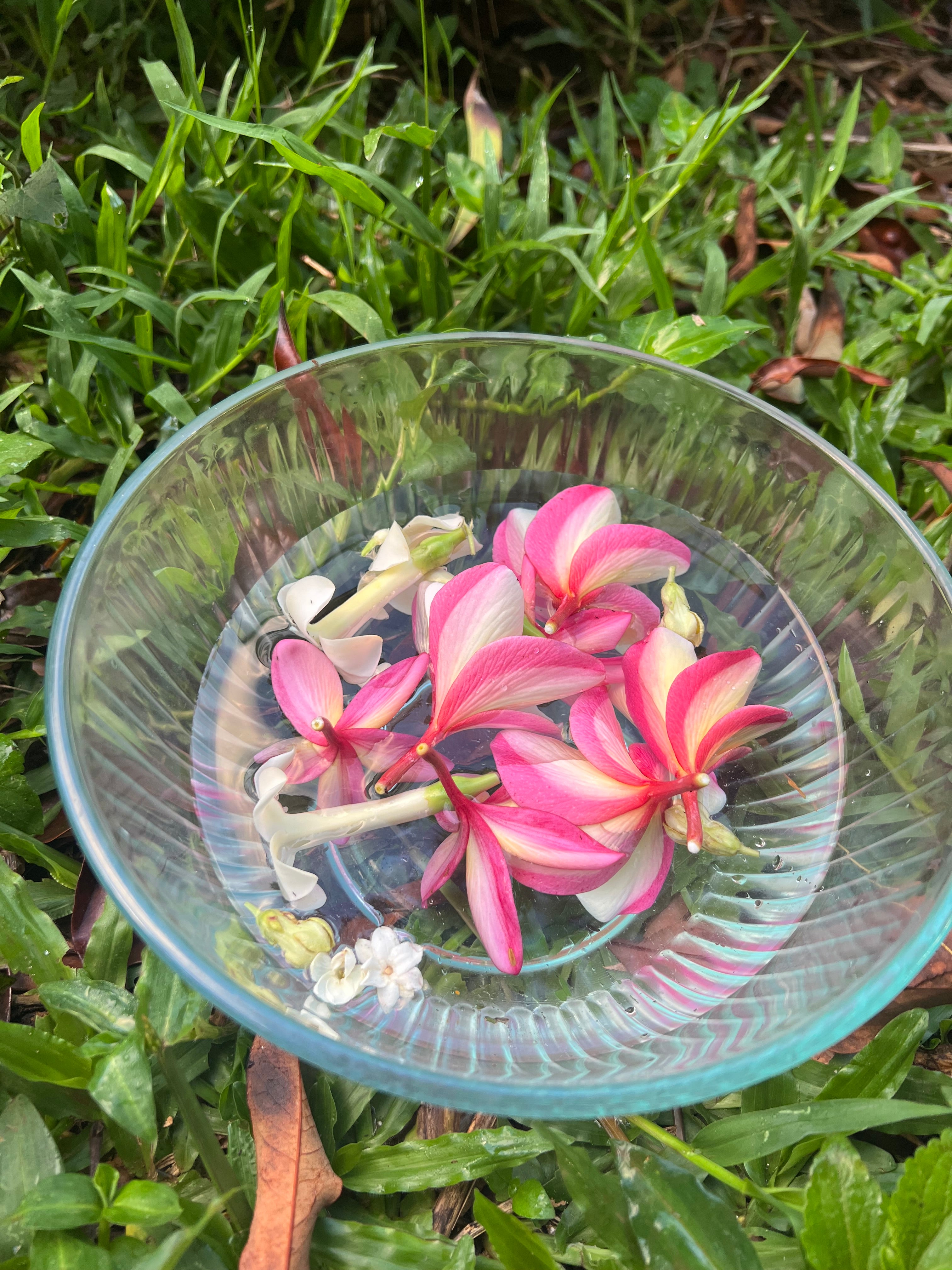 A glass bowl filled with water holds freshly picked tropical flowers, including vibrant pink-and-yellow plumeria and small flowers. The bowl rests on dewy green grass, with fallen leaves and soft morning light adding a natural, grounded feel.

